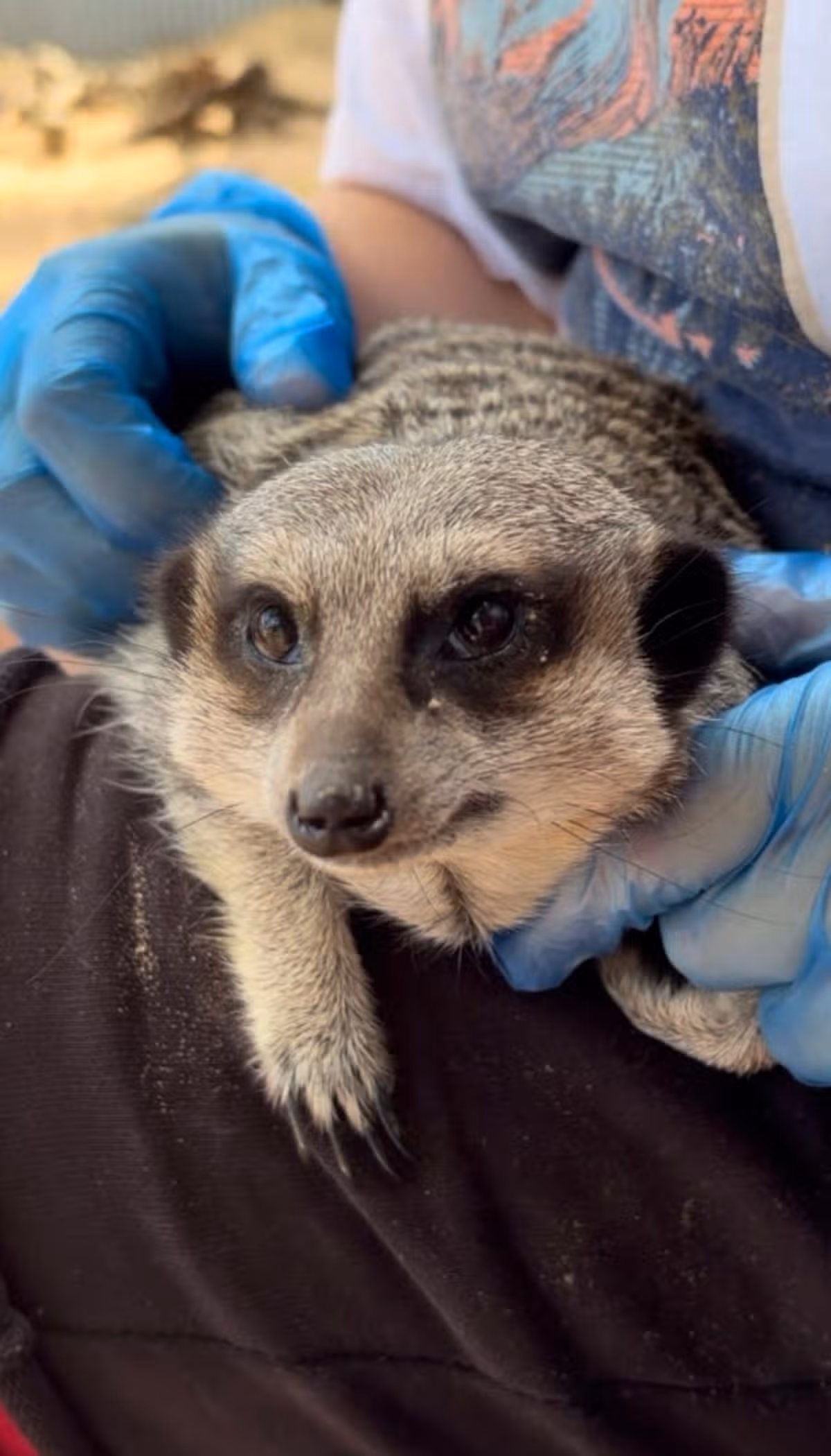 A meerkat