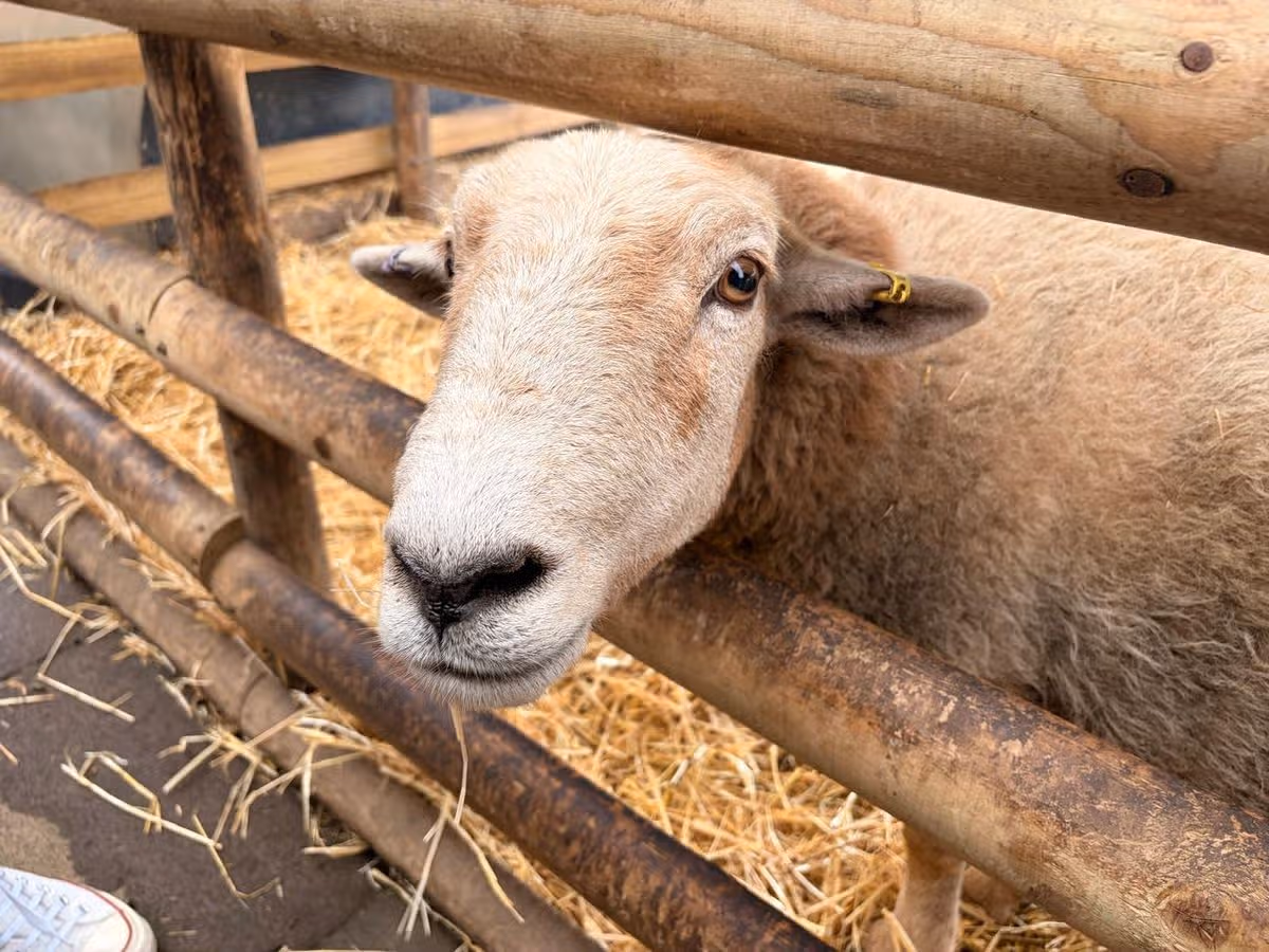 A sheep