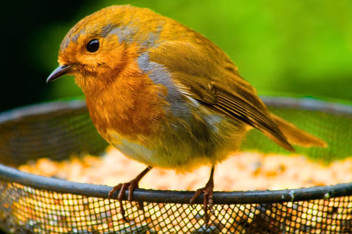 Picture of a robin eating from a bird feeder
