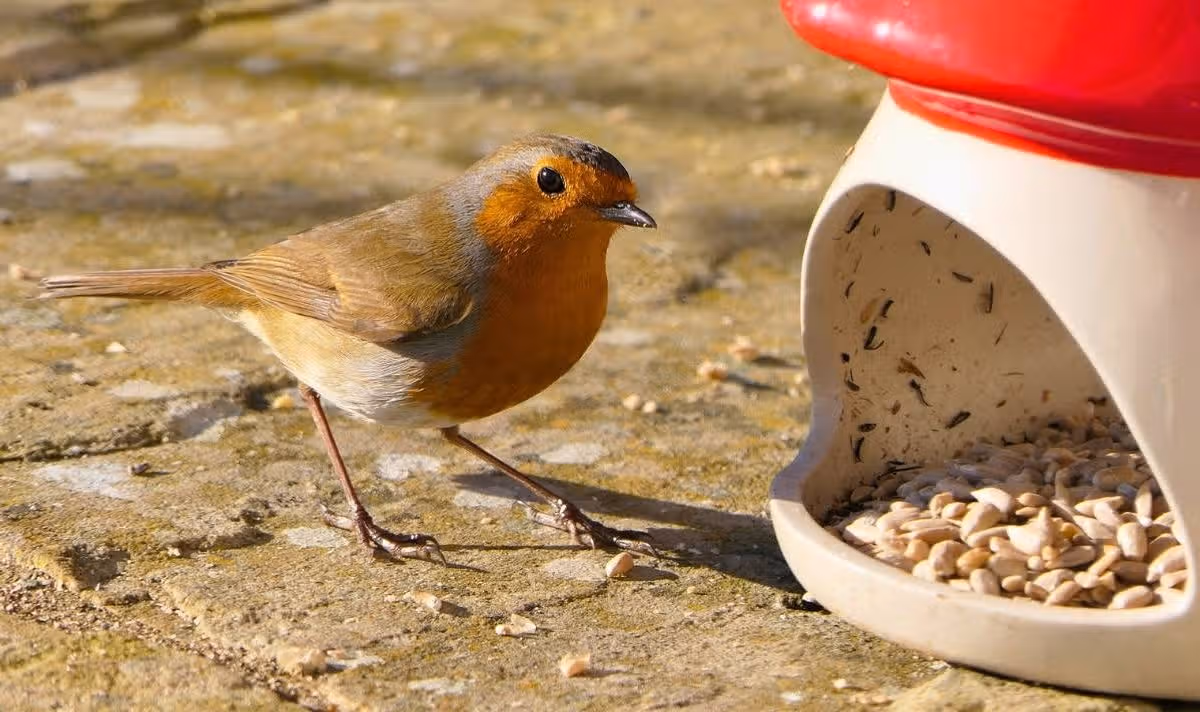Picture of a robin eating from a bird feeder