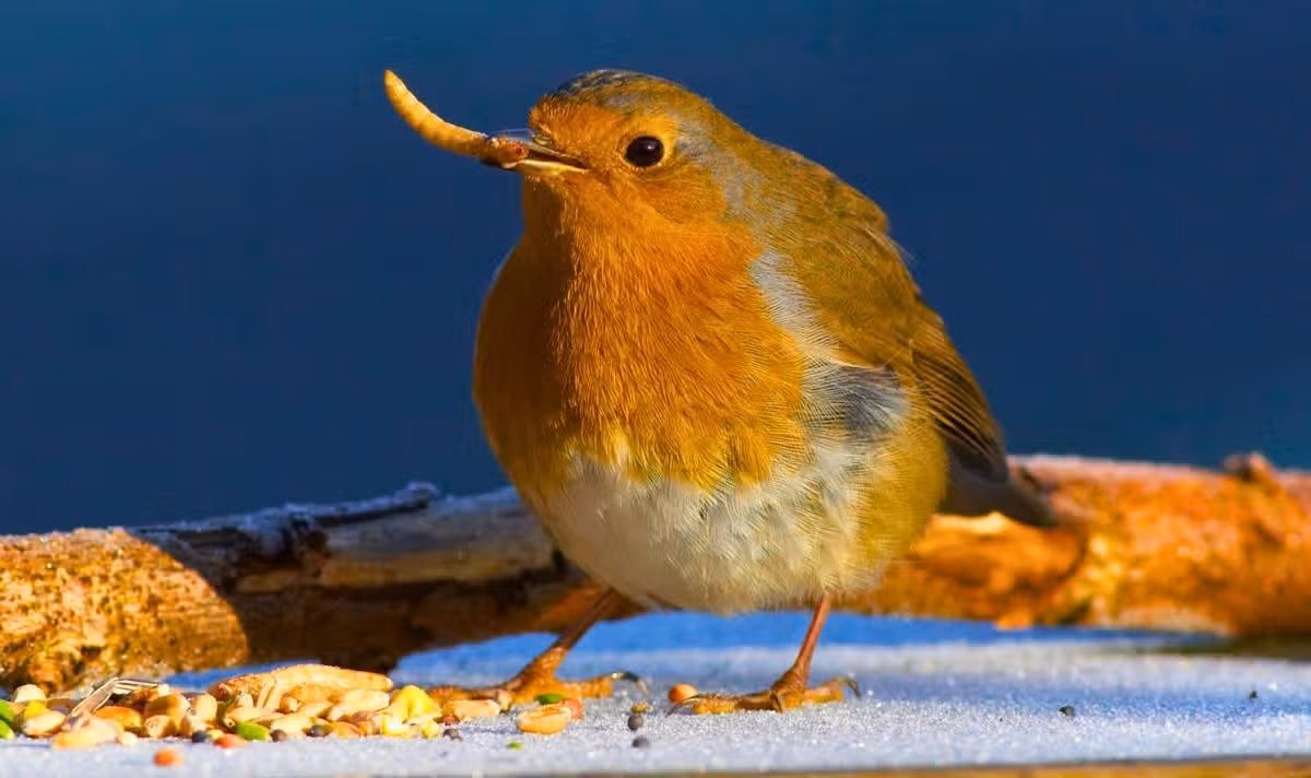Picture of a robin eating mealworms