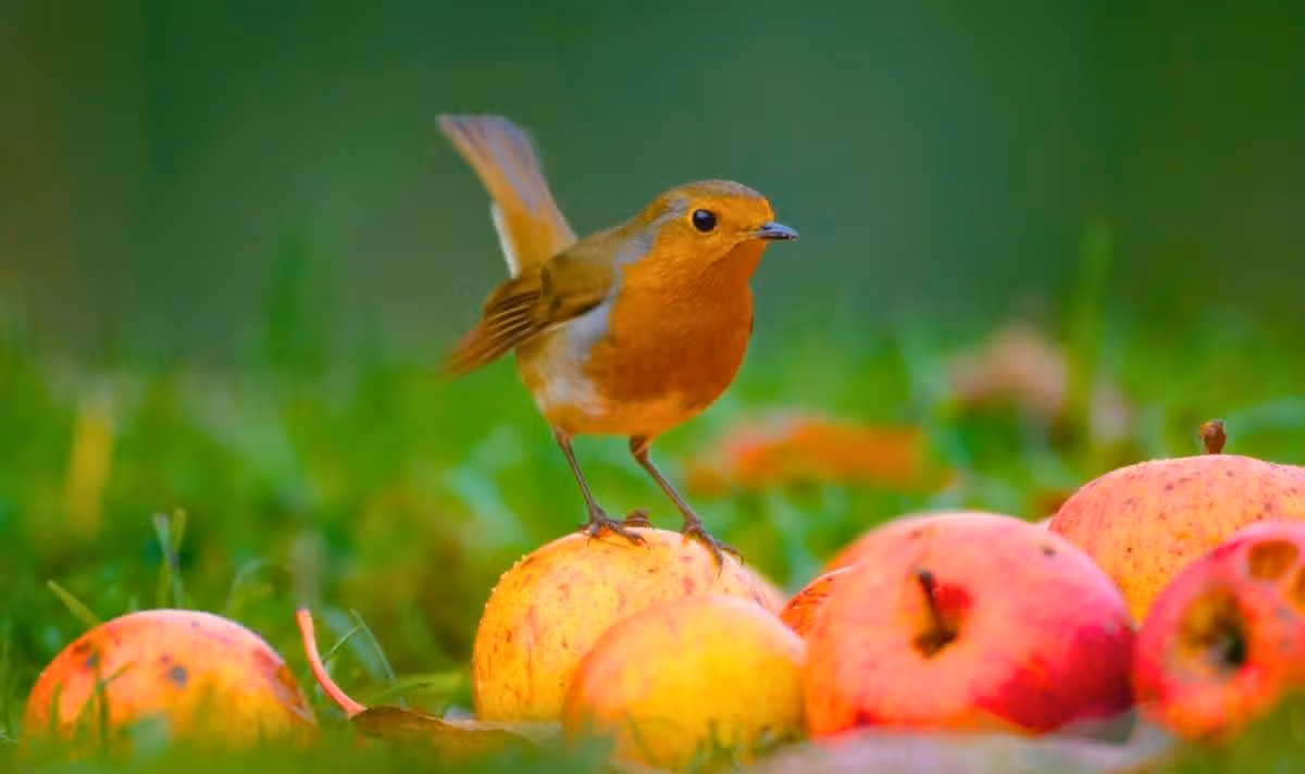 Picture of a robin standing on top of apples