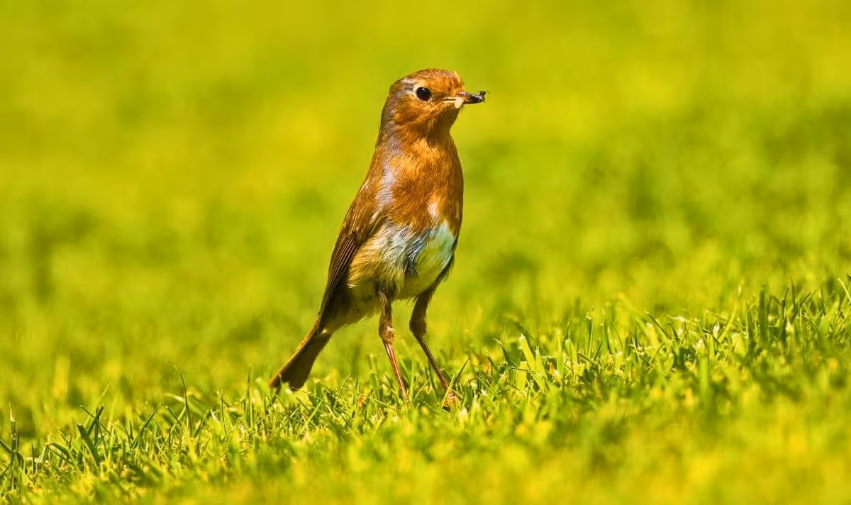 Picture of an underfed skinny robin