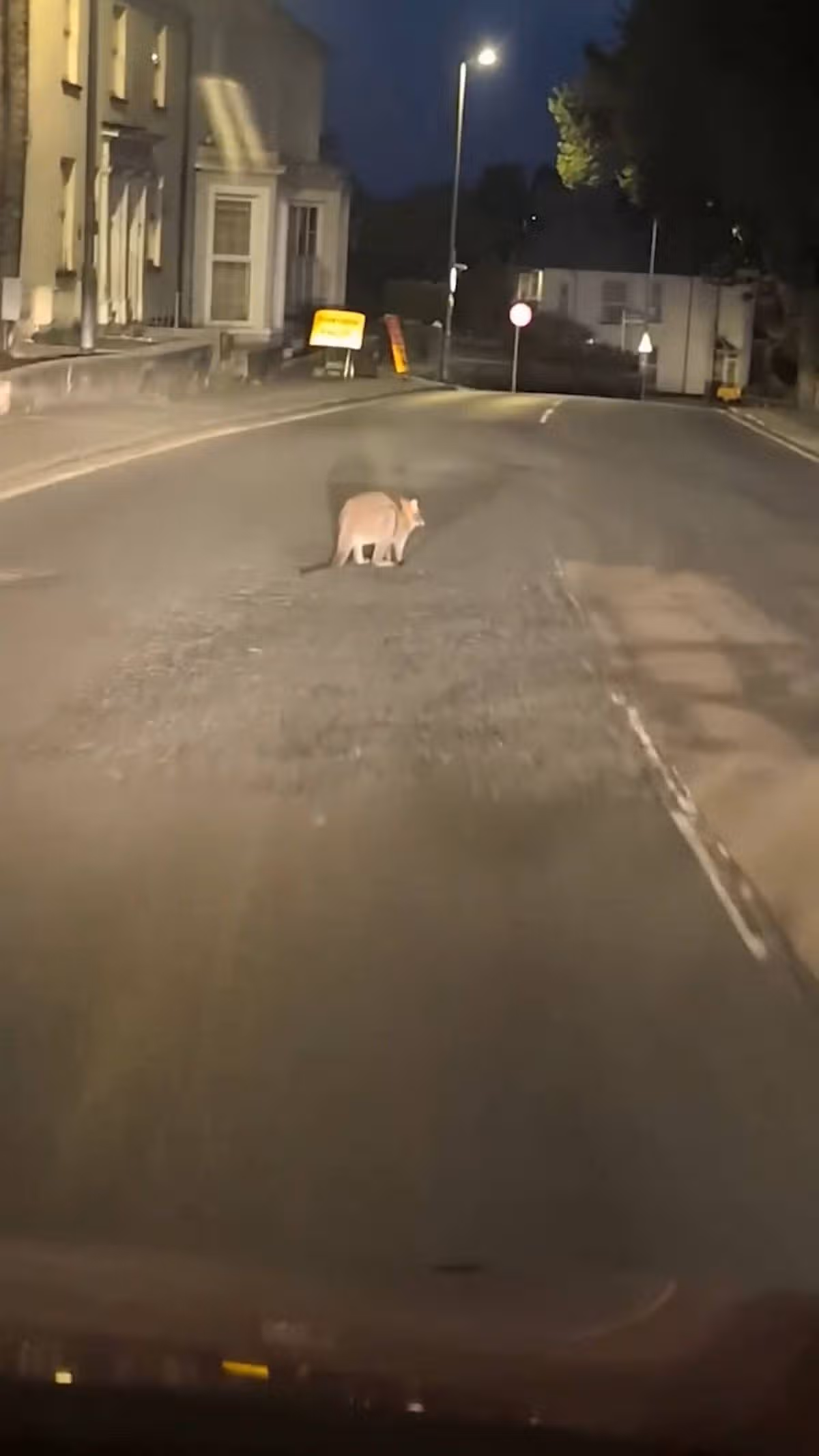 An animal is seen crossing a street at night, captured from a vehicle's perspective. The street is illuminated by streetlights and is otherwise empty, with buildings and a traffic sign visible in the background.