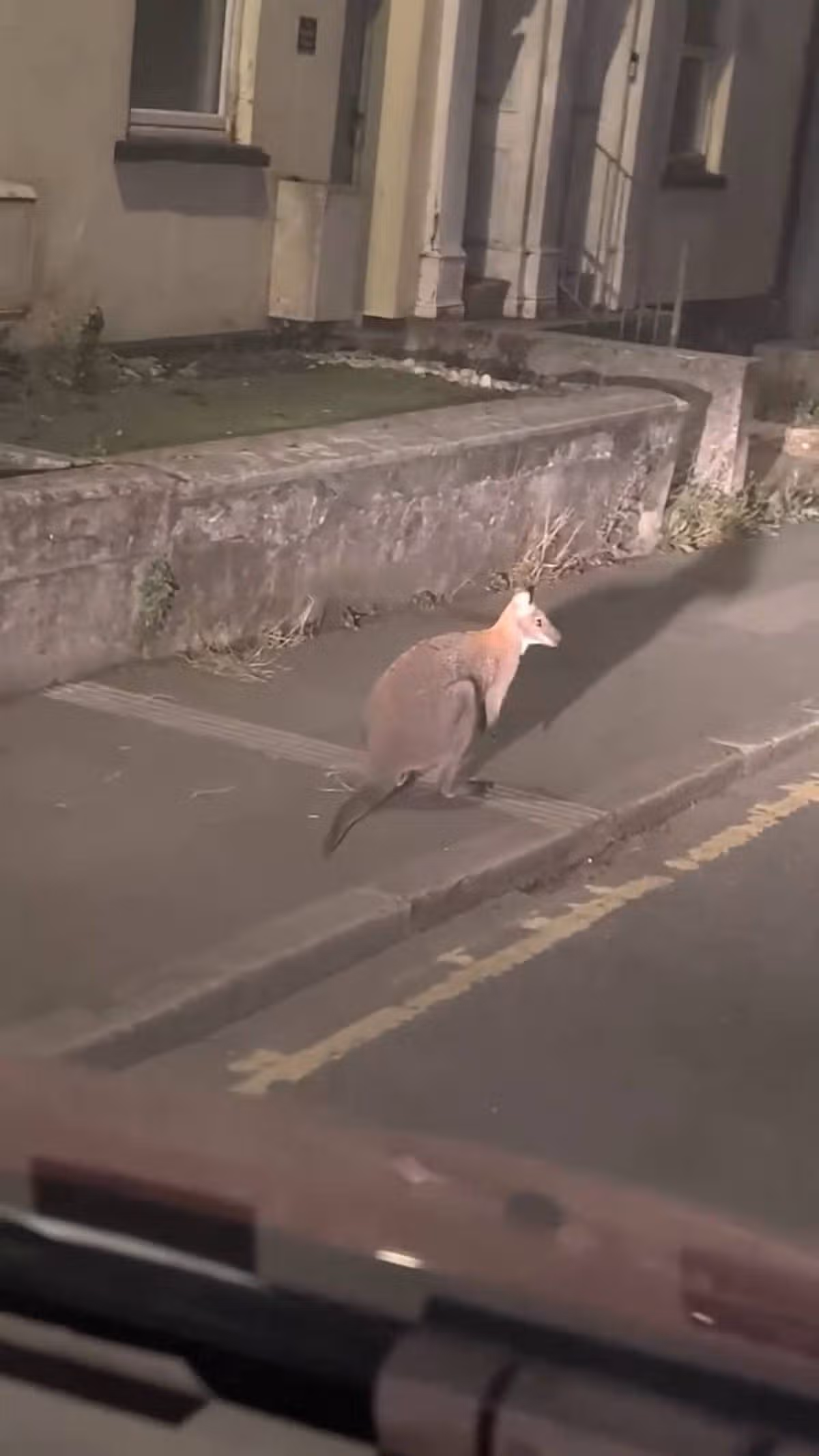 An image depicting a kangaroo walking across a street in an urban residential setting. The kangaroo is positioned on the left side of the street, with a stone curb and a grassy area adjacent to a building. The scene is viewed from inside a vehicle, capturing the animal in motion against the backdrop of a paved road and a nearby structure.