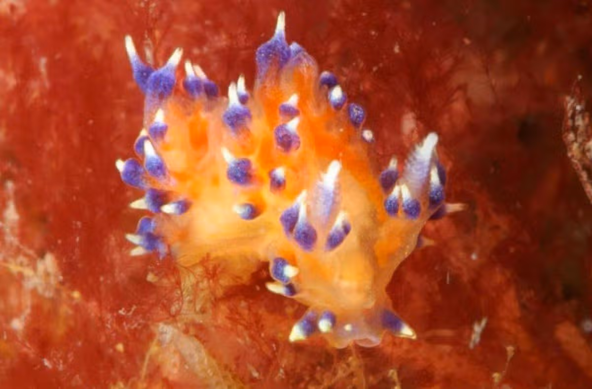 Tiny bright sea creature spotted off British coast could be brand new species, experts say