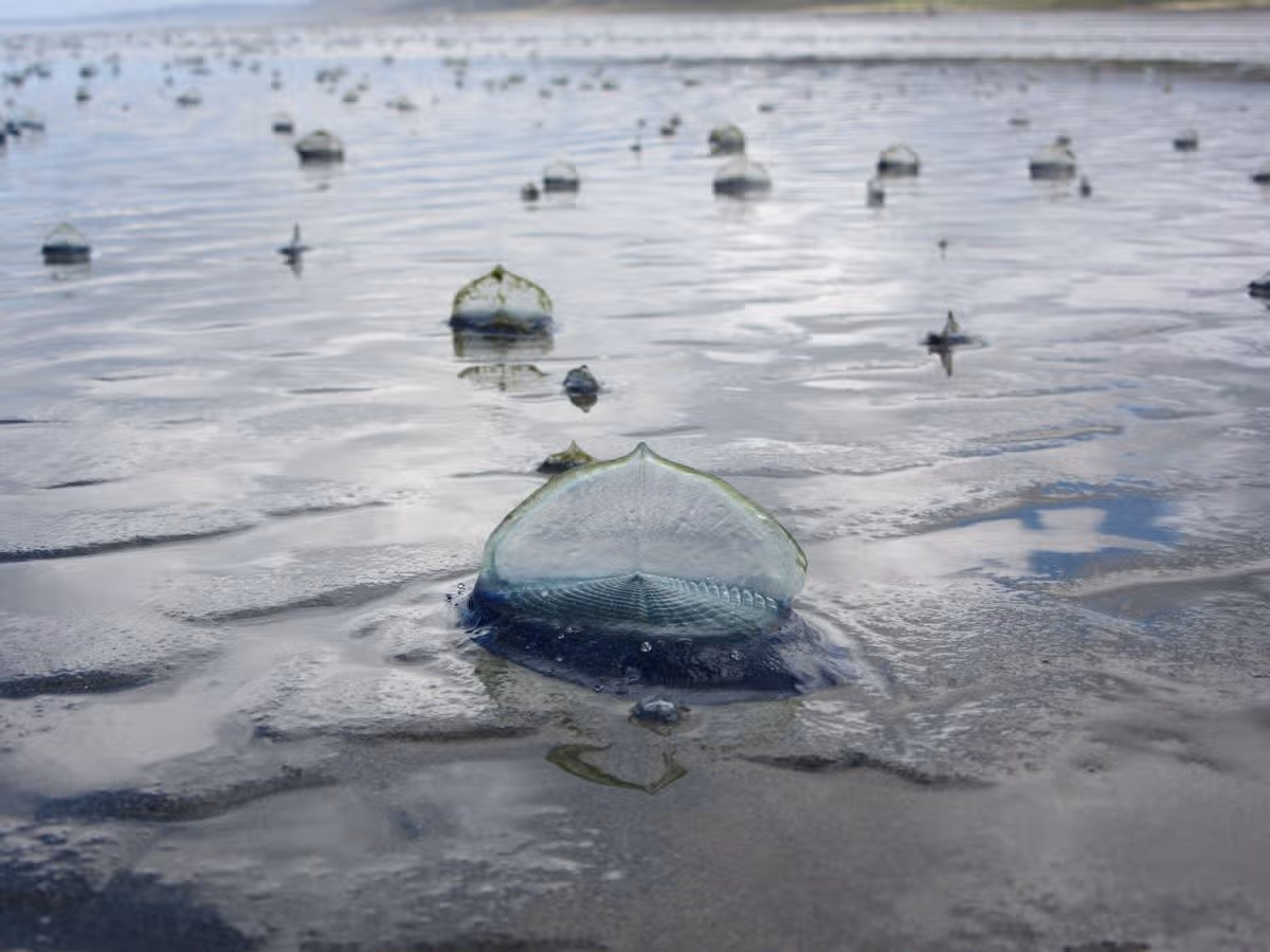 Velella