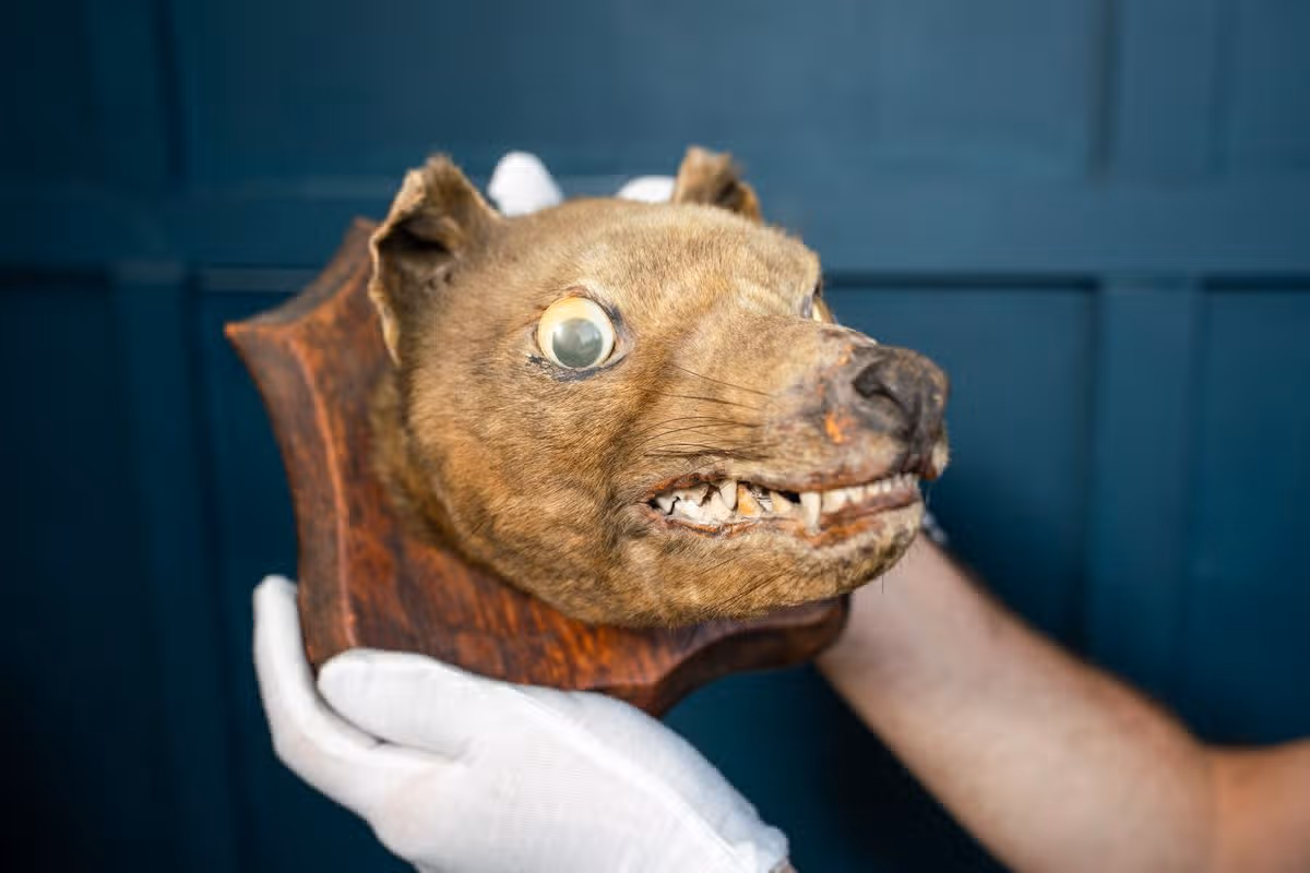 Andew Stowe holds a rare Thylacine tiger that sold at auction after being found at a car boot sale