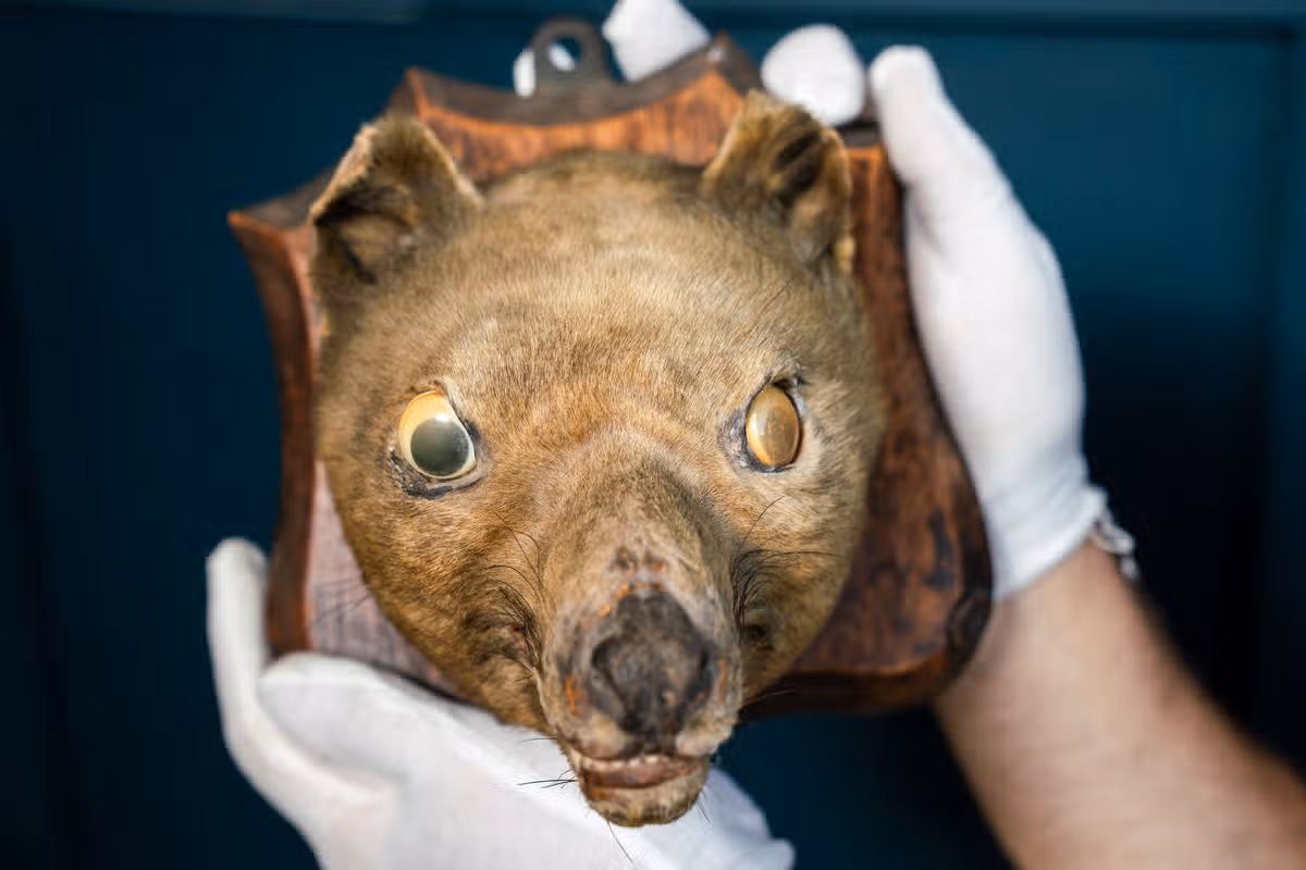 A taxidermy ‘fox head’ bought for just £50 at a market has sold for £60,000 at auction - after it turned out to be the world's only surviving head of an extinct tiger