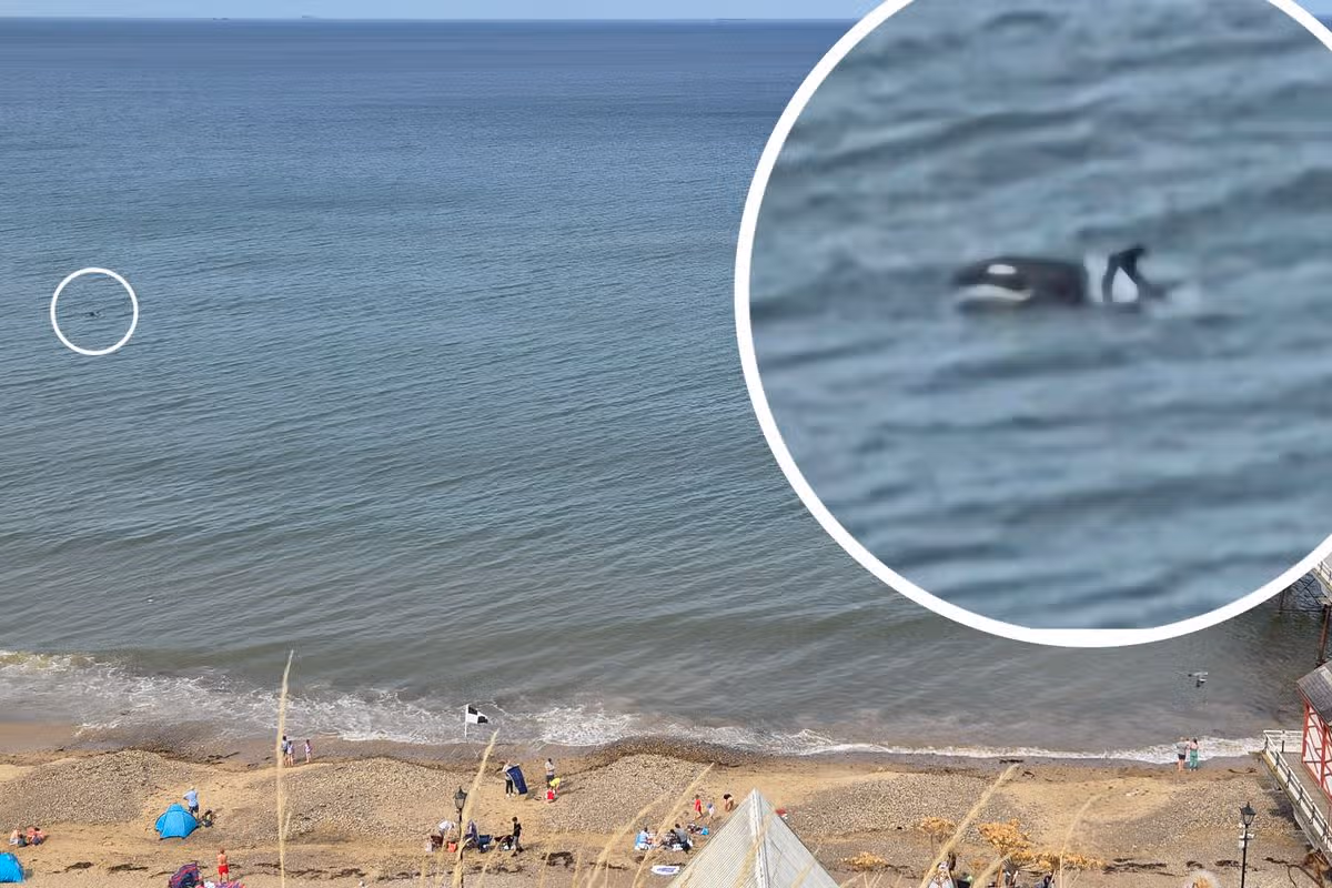 Possible orca sighting off coast near Saltburn 