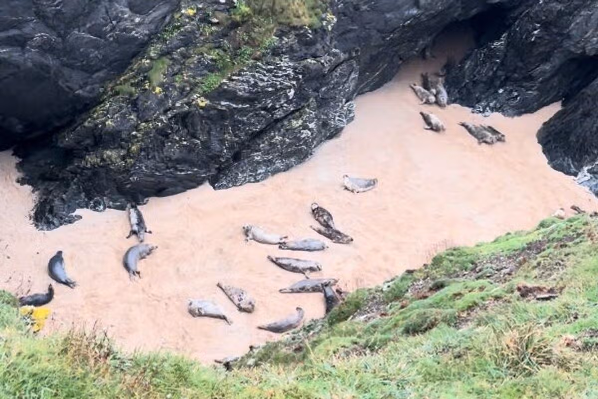 Some of the seals Suzan discovered