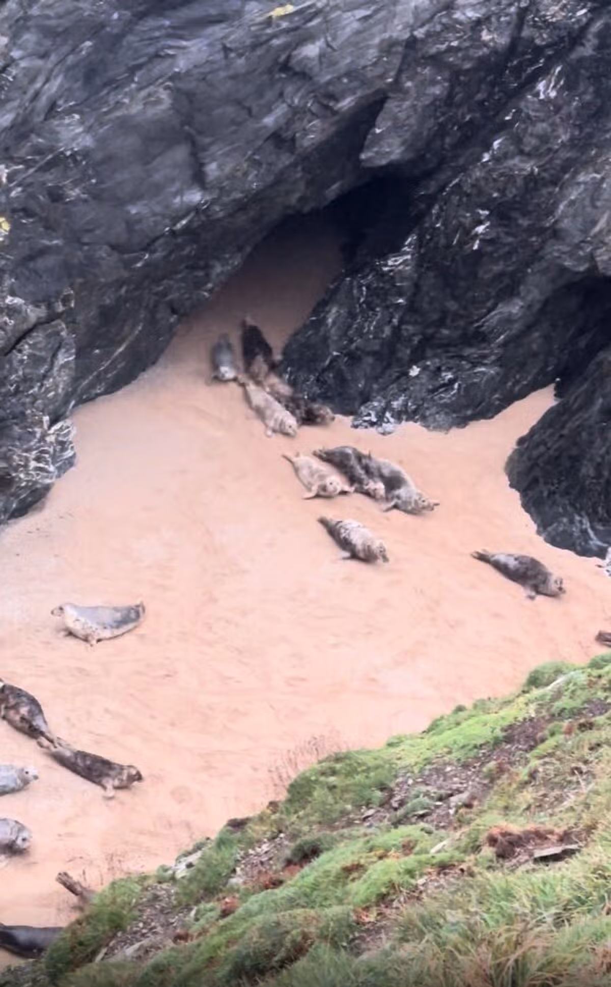 Video grab of the playful seals sliding around and repeatedly approaching one another