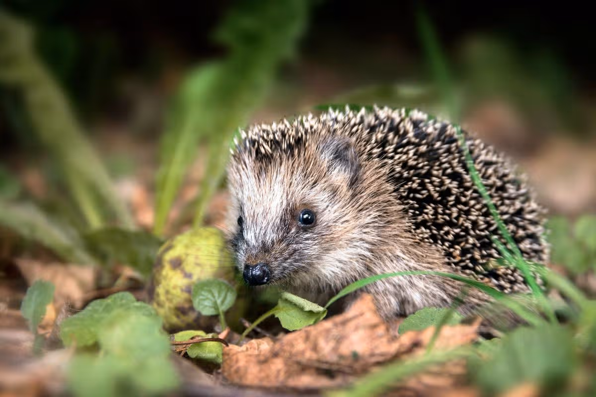 little young hedgehog (Erinaceus europaeus) in autumn forest looking for food in the undergrowth, selected focus, narrow depth of field
