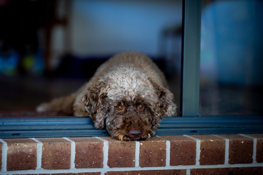 A dog with its head on a step.