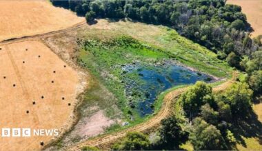 An aerial view of a wetland in Somerset shows a small area of water in the bottom right hand cover of an otherwise totally parched field. Whilst the water is surrounded by a small border of greenery, the fields all around it are brown.