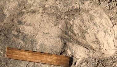 1.4 Million Year Old Footprint From Kenya