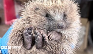 A hedgehog being held in a blue gloved hand.