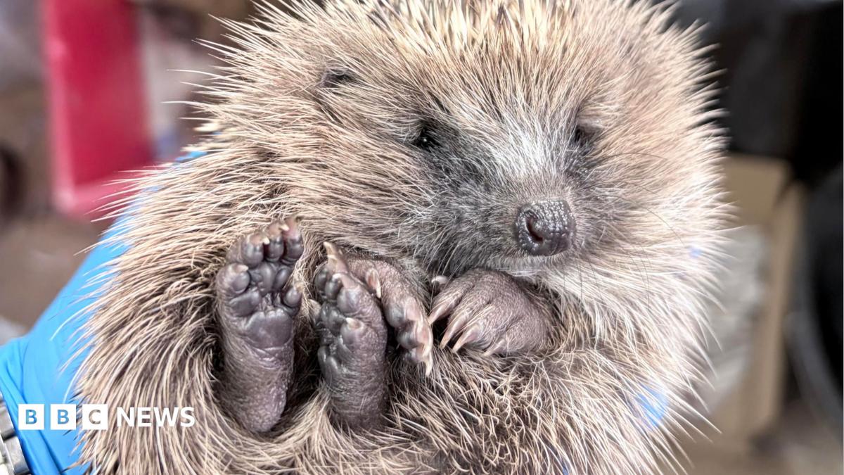 A hedgehog being held in a blue gloved hand.