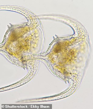 There were also dinoflagellates, microscopic plankton that propel themselves through the water using whip-like tails (stock image)