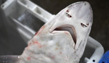 Dozens of dead sharks wash up along Jersey shore stunning visitors