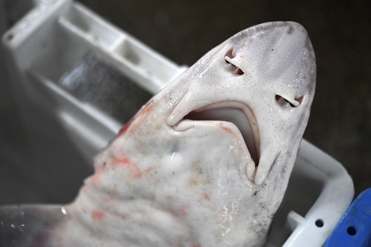 Dozens of dead sharks wash up along Jersey shore stunning visitors