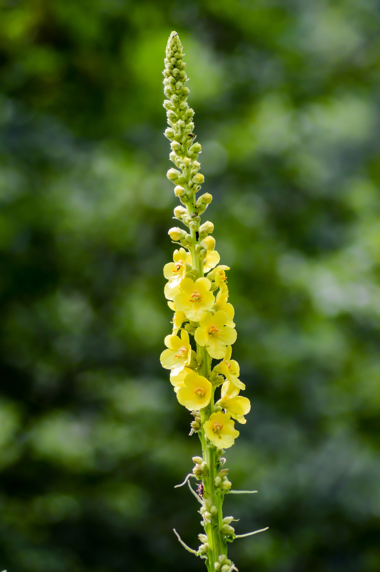 Image may contain Flower Plant Petal and Lupin