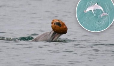Dolphins filmed using shells to hunt for first time