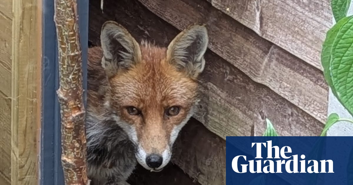 Country diary: The thin, hungry fox goes for the sleepy hen | Wildlife