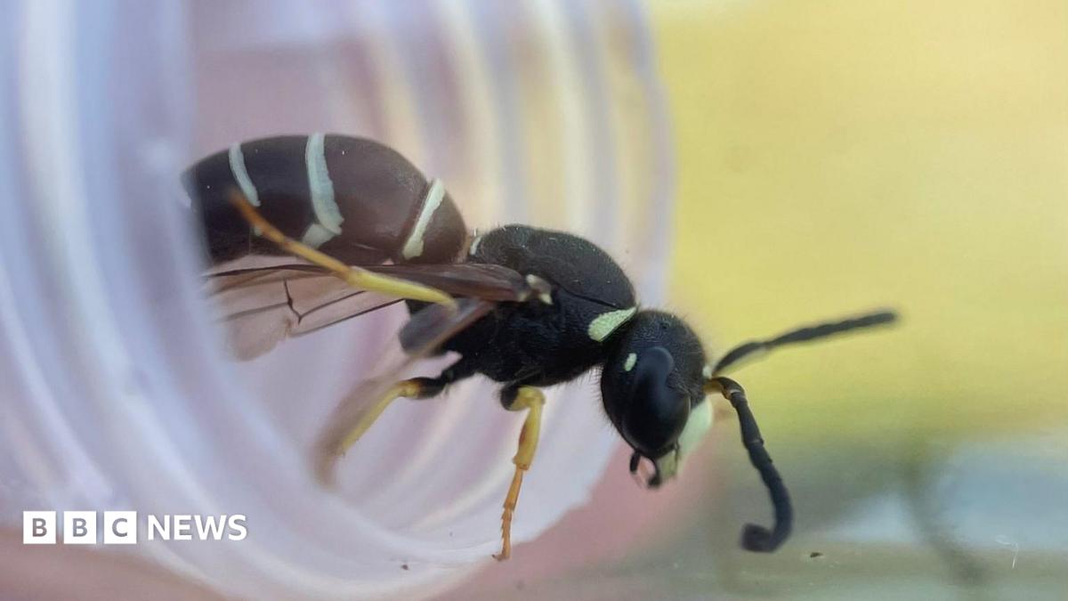 This wasp is smaller than a common wasp. The wasp is mostly black with creamy stripes and orange legs.