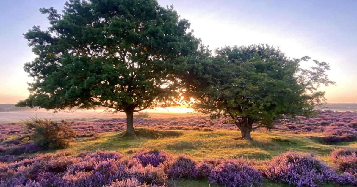 Best nature reserves in Norfolk for walks and rare wildlife