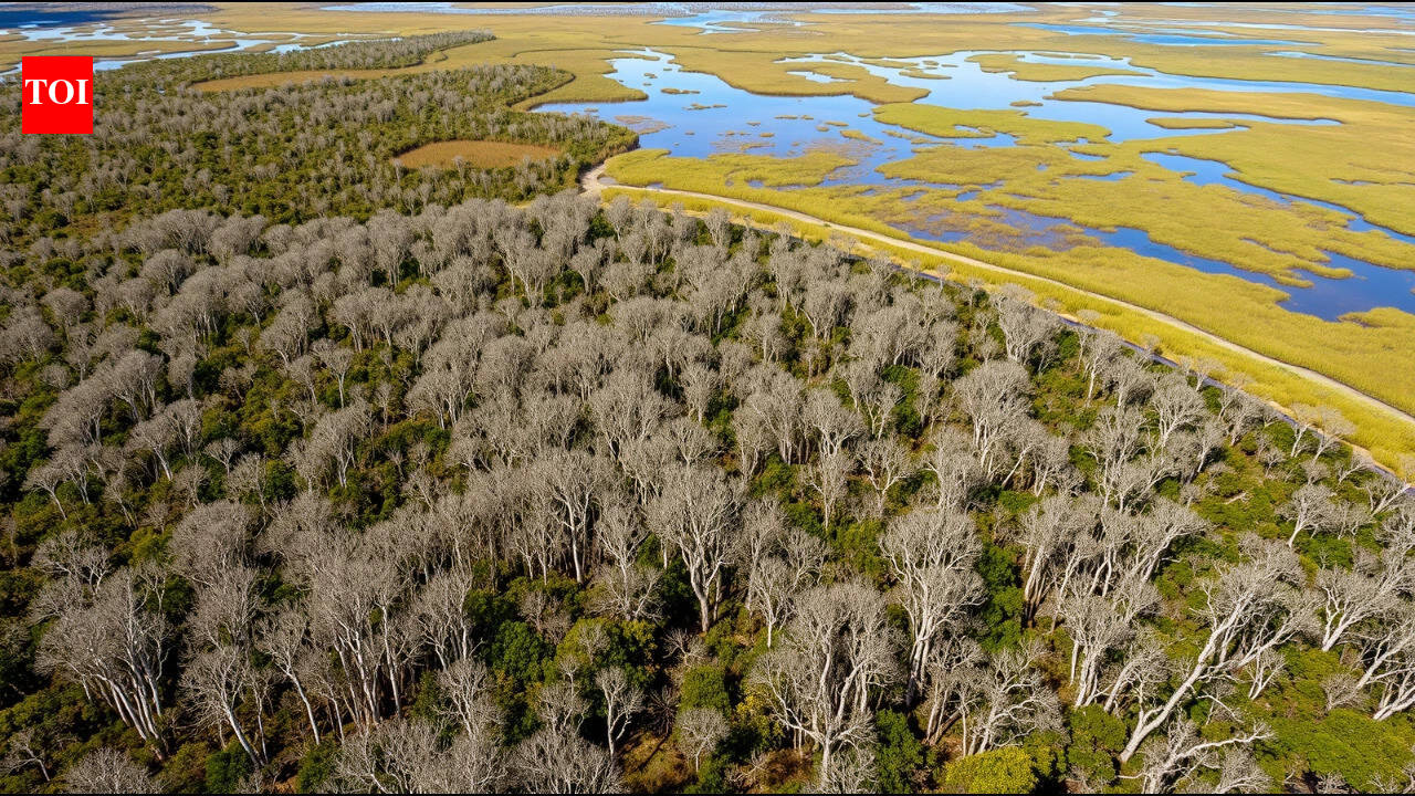 The Australian tree dropped from aeroplanes over Florida's Everglades that spread across nearly 500,000 acres | World News