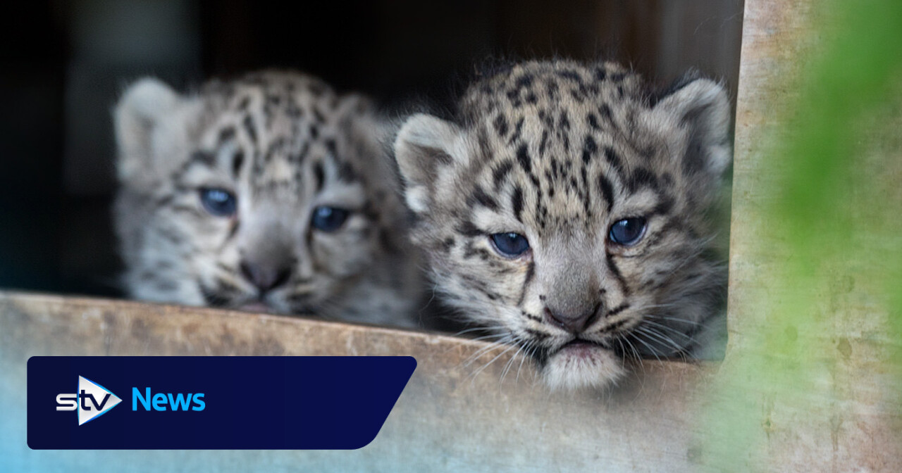 Vote for the names of twin snow leopard cubs in the Highlands