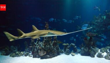 Critically endangered sawfish are still killed for teeth carved into cockfighting spurs; one rostrum can produce products worth roughly $8,000
