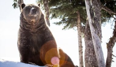 Grinder, the Grouse Mountain grizzly bear, dies