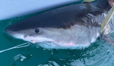Great white shark pings 14 miles from Long Island coast