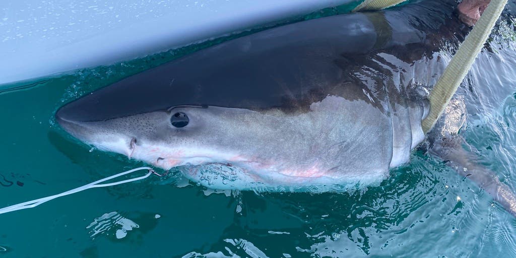 Great white shark pings 14 miles from Long Island coast