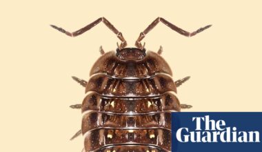 ‘They are such neat, busy little folk’: the unexpected superpowers of the common woodlouse | Insects