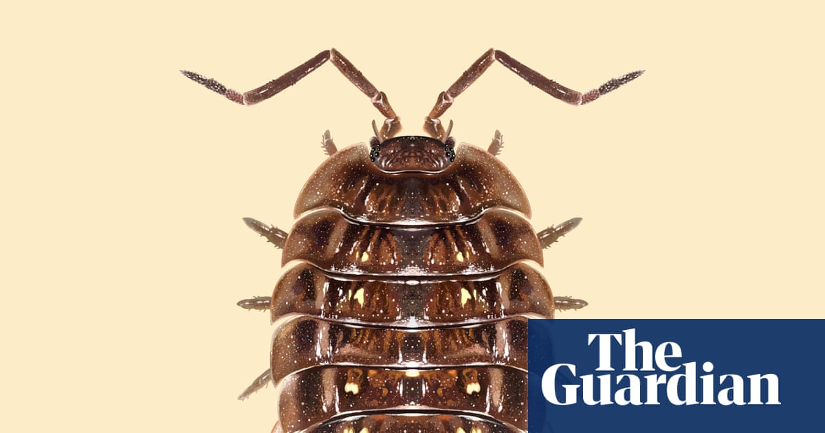 ‘They are such neat, busy little folk’: the unexpected superpowers of the common woodlouse | Insects