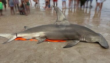 Mystery over death of great hammerhead shark washed ashore on North Carolina beach with ‘deep laceration’