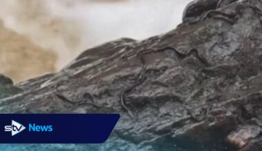 Unusual snake-like creatures caught on video at Highland beauty spot identified by wildlife expert