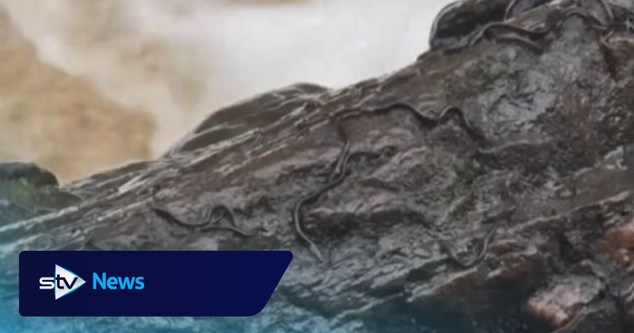 Unusual snake-like creatures caught on video at Highland beauty spot identified by wildlife expert