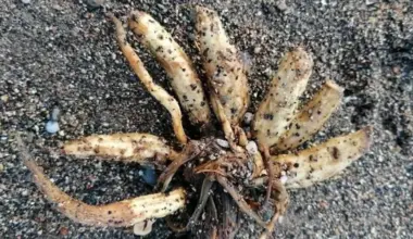 Scotland news: 'Do not touch!' Council tells thousands of Britons to 'be vigilant' in warning over UK's most poisonous plant