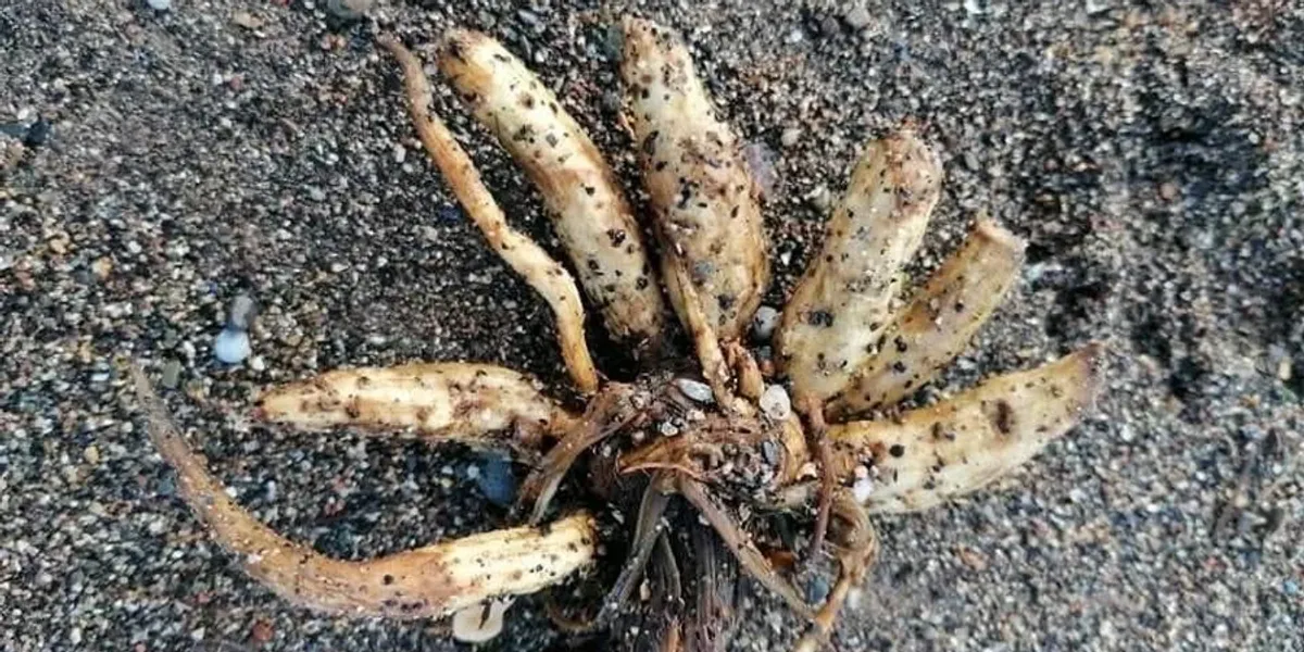 Scotland news: 'Do not touch!' Council tells thousands of Britons to 'be vigilant' in warning over UK's most poisonous plant