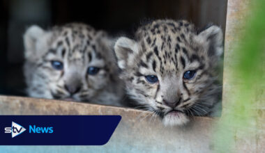 Scottish public name 'double trouble' snow leopard cubs