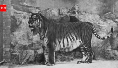 Kazakhstan's Caspian tiger was declared extinct due to hunting by the military and prey reduction, now the country has released its first tiger in the wild after 70 years
