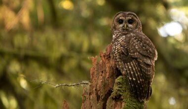 Trump says he is rolling back protections for endangered species