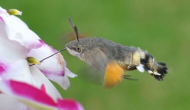 UK sees 'really unusual' rise in hummingbird hawk-moth sightings this summer