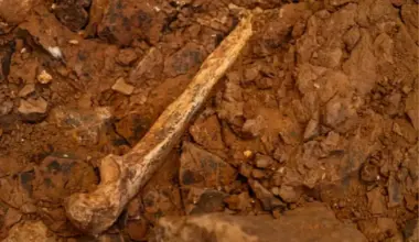 Human ancestor fossil unearthed in Spanish cave points to grim secret of first Europeans