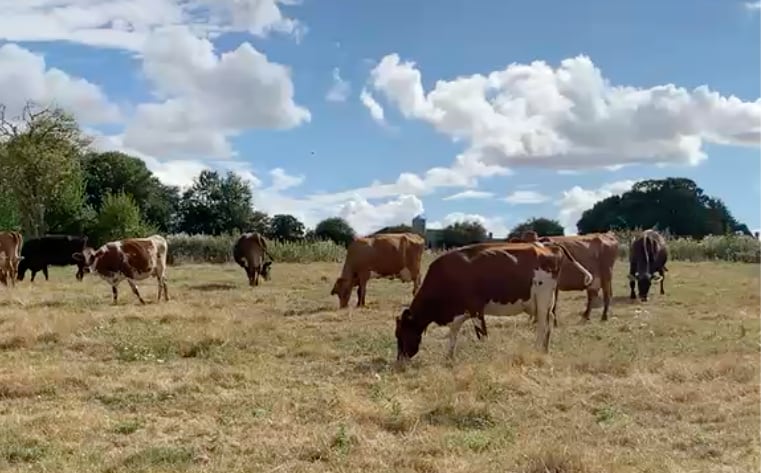 Cows graze dry grass on a sunny day.