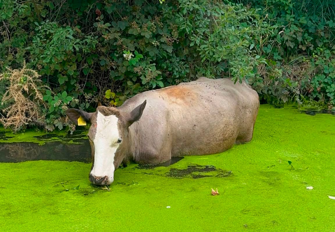 A cow in some green water.